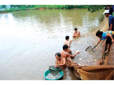 Phú Thọ Hướng Phát Triển Bền Vững Cho Ngành Thủy Sản