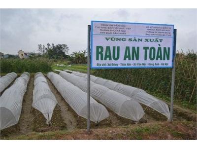 Xung Quanh Thông Tin Về Rau An Toàn Ba Chữ Đừng Để Người Nông Dân Chịu Thiệt