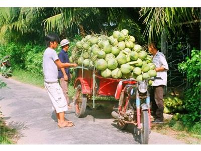 Người Trồng Dừa Miền Tây Kiếm Bộn Tiền Ăn Tết