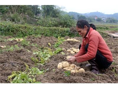 Trồng Khoai Tây Sinora Cho Thu Lãi Gần 1,8 Triệu/sào