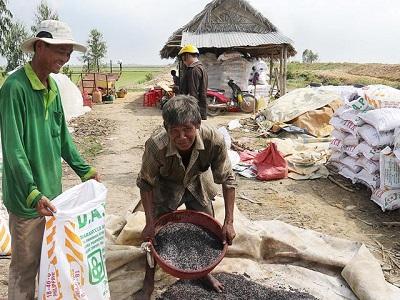 Khi nông dân làm ngoại giao, giúp nhau trồng lúa