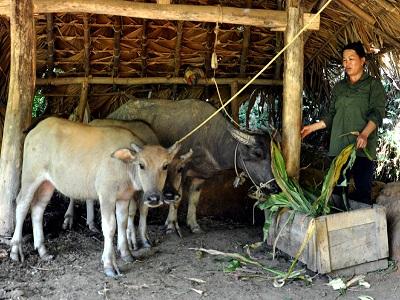 Nâng cao khả năng sinh sản đàn trâu ở địa phương