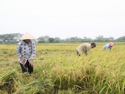 Nếp tươi lãi 3 triệu đồng/công