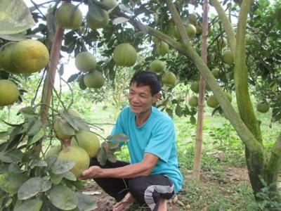 Bơm vốn làm giàu cho nông dân trồng bưởi