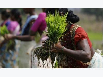 Indias rice down as overseas demand wanes; Vietnam up on thin supply