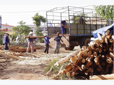 Thâm canh rừng - Hướng phát triển lâm nghiệp hiệu quả