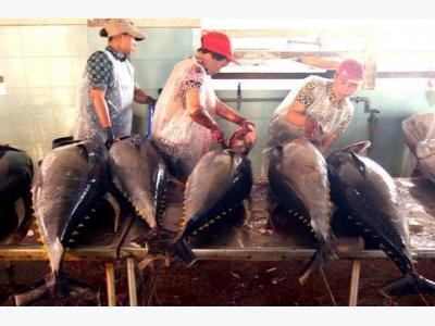 Tuna exporters aim for 8% increase this year