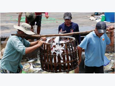 Nông dân nuôi cá tra: Trăm triệu kiếm lâu, tiền tỷ mất nhanh