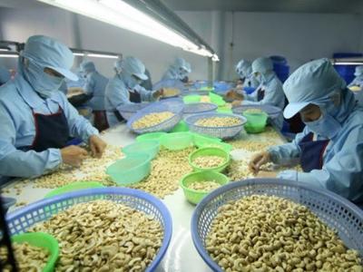 Cashew sector predicted to keep stable growth