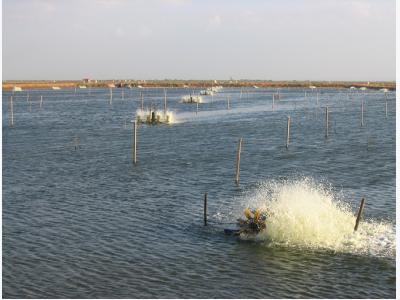 Proper water circulation in aquaculture ponds, Part 2