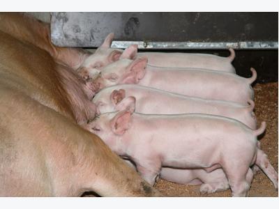 Drinking water supplementation with organic iron in lactating piglets