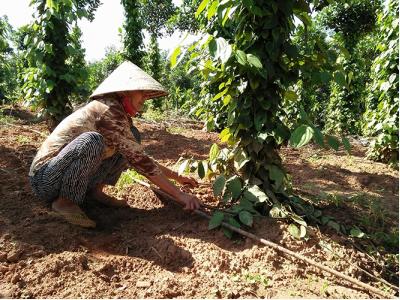 Tưới nước nhỏ giọt cho cây tiêu: Hướng sản xuất hiệu quả