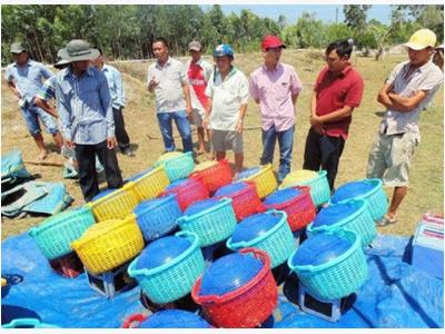 VietGap a windfall for shrimp farmers