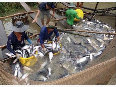 Tap Asia, tra fish exporters told