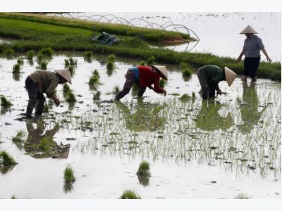 World loses its appetite for pricey Vietnamese rice