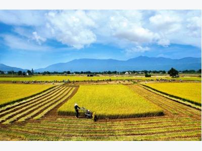 Opportunities exist for rice exports in high-end market