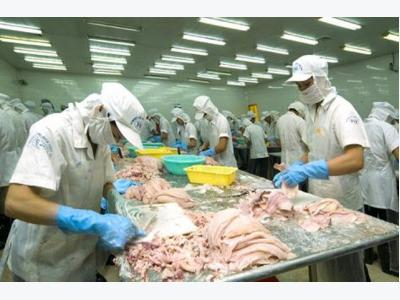 Cuttlefish, octopus export to grow