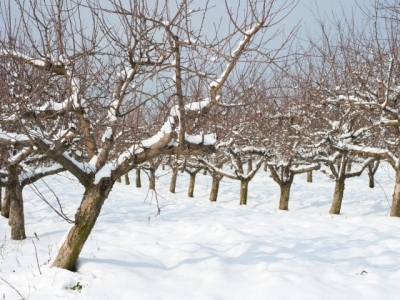 How To Prune Your Fruit Trees