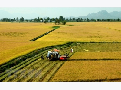 Hau Giang: Over 15,000 farmers join agriculture transformation project