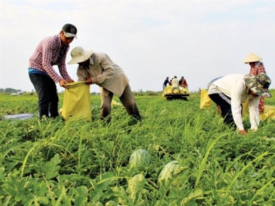 Bumper Tết for watermelon farmers