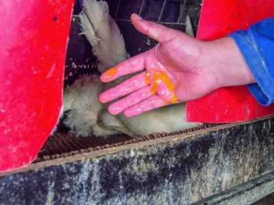 What causes a wet nest box?