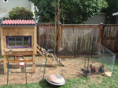 Raising Backyard Chickens for Dummies