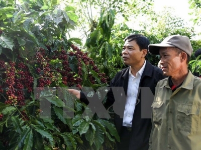 Market to bode well for coffee export