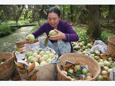 Tiền Giang asks for enhanced protection for star apples brand exported to US