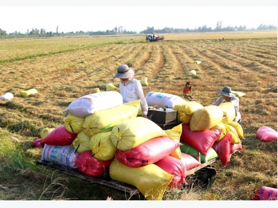 2018 rice export to hit 6m tonnes