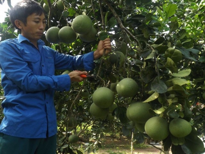 Bưởi Diễn trên đất Thanh Chương