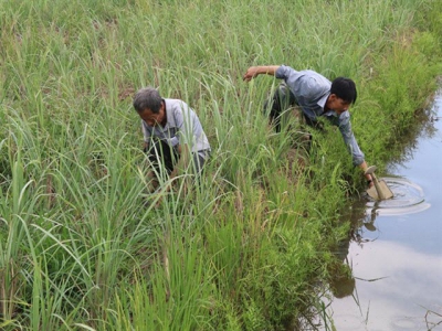 Tiền Giang farmers rotate rice with other crops, improve income