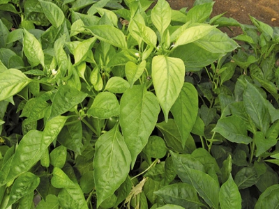 Raising capsicum seedlings