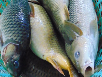 Farmers see high profit from crunchy carp farming