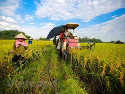 Soc Trang: Organic rice cultivation yields good results