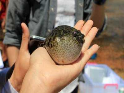 Khánh Hoàs company exports puffer fish