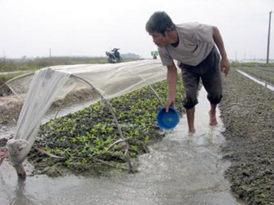 Chăm sóc cây trồng sau ngập úng