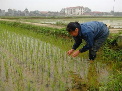 Tưới nước cho lúa xuân