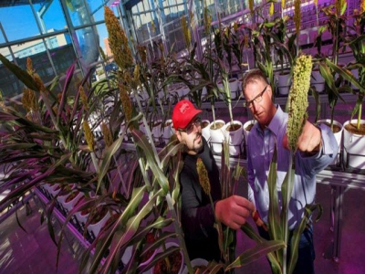 Researchers aim to reduce nitrogen fertilizer use
