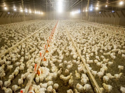 Fermentation could be an inexpensive way to improve the nutritional value of novel chicken