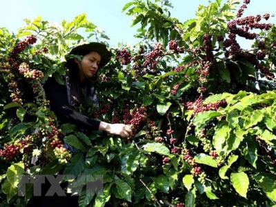 Vietnam exports 3.5 billion USD worth of coffee in 2018
