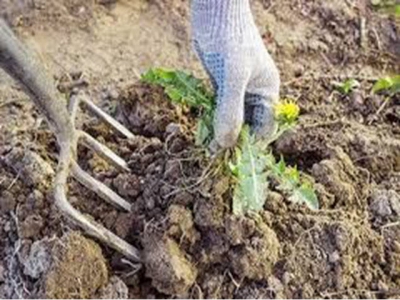 Preparing and planting capsicums