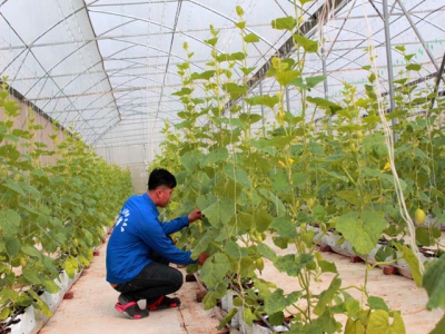 Lac Thuy district develops the lasting agriculture