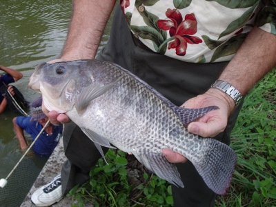 Brazils tilapia boom