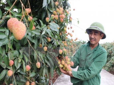 Lychee export to Japan paves way for other Vietnamese fruits