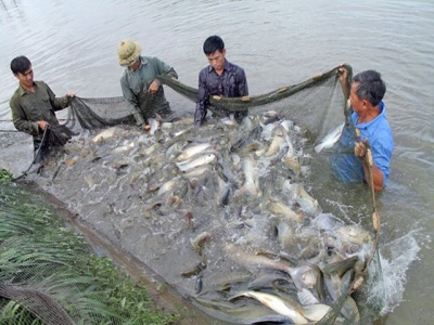 Hiệu quả từ mô hình nuôi cá trắm giòn tại Thái Hòa