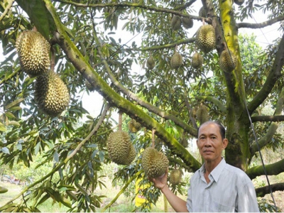 Giải pháp dinh dưỡng cho sầu riêng giai đoạn mang trái