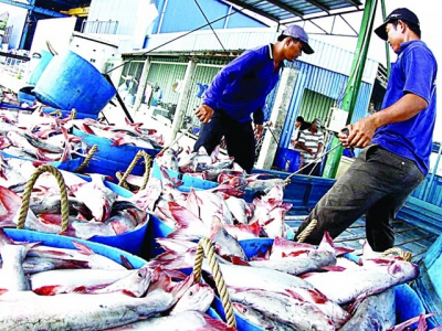 US greenlights raw catfish imports from Vietnam