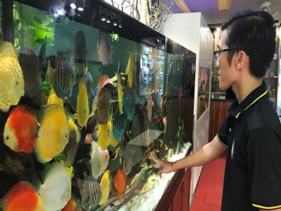 High potential of ornamental fish export