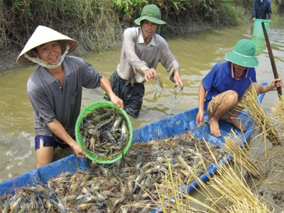 Tôm càng xanh - Khơi dậy tiềm năng