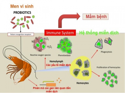 Chiến lược tự nhiên cải thiện sức khỏe và tăng trưởng của tôm nuôi